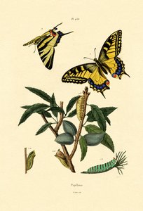 Swallowtail